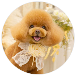 看板犬コロン
