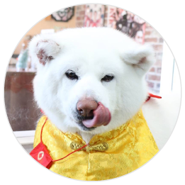 看板犬シロ