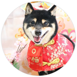 看板犬ウメ