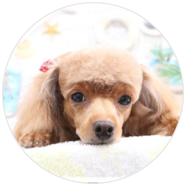 看板犬カール